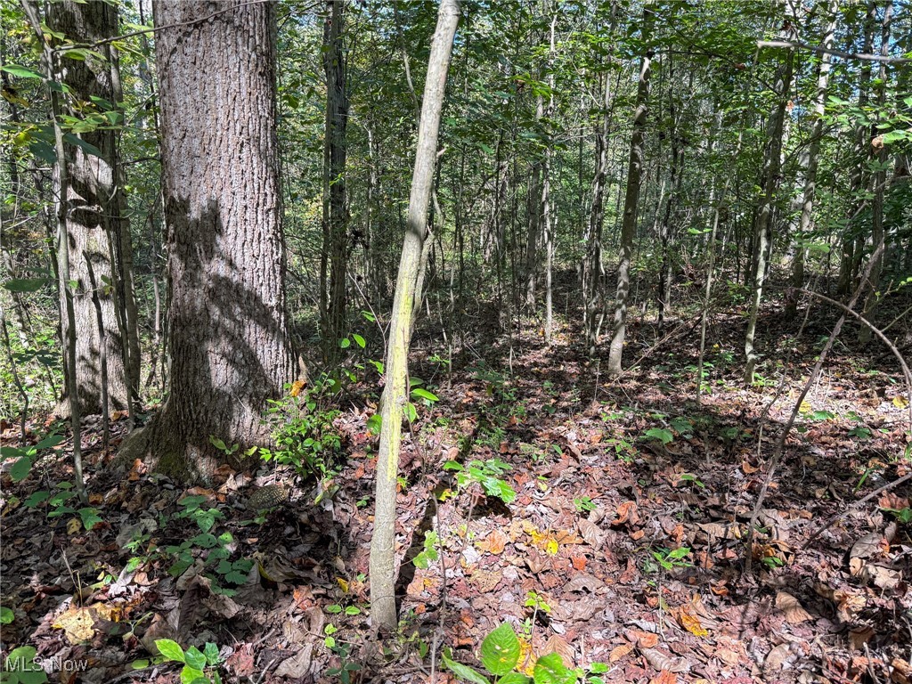 Layman Road Vincent, OH 45784 - Photo 31 of 35 View of nature