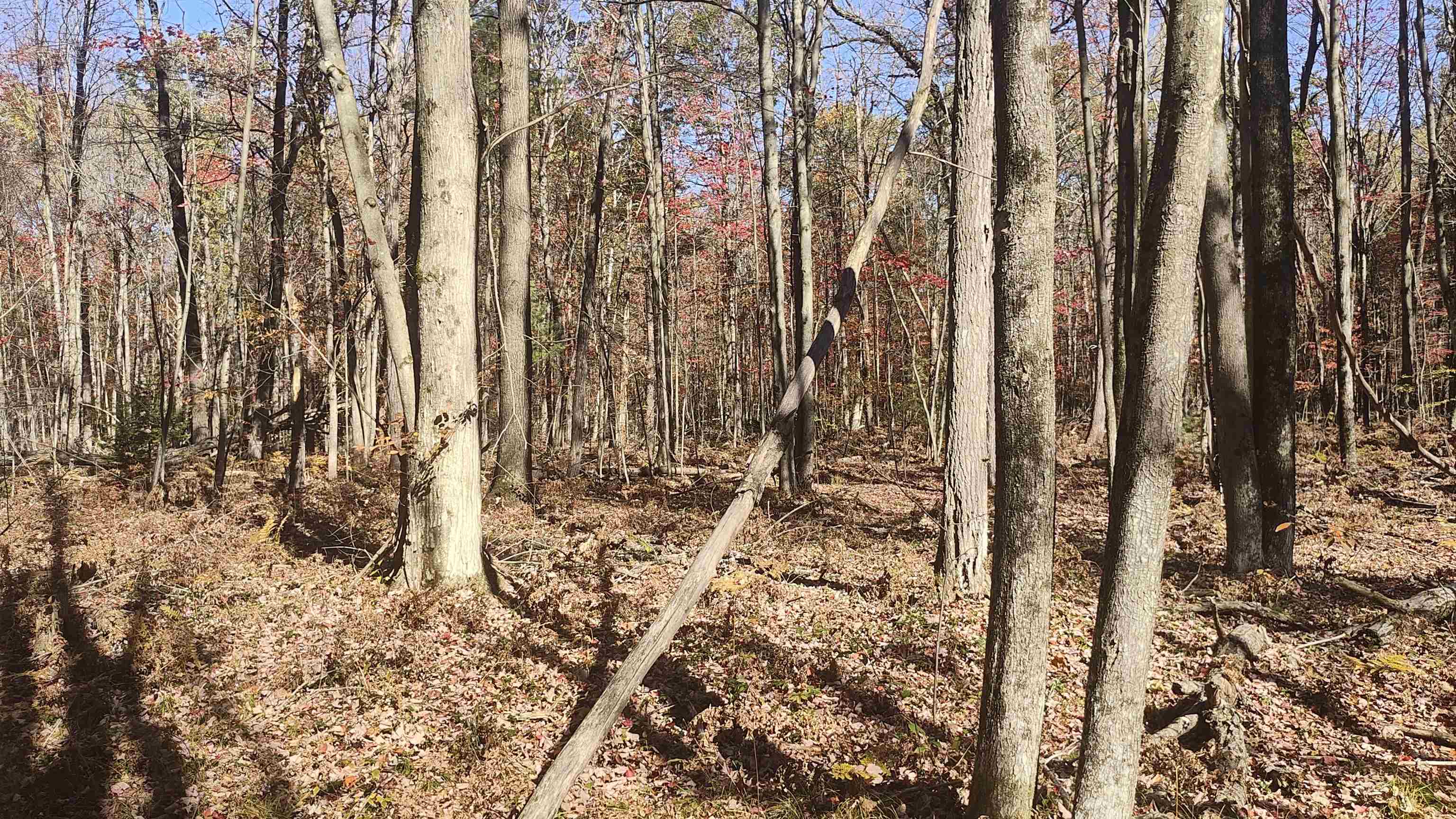0 Timber Trail Prescott, MI 48756 - Photo 40 of 44