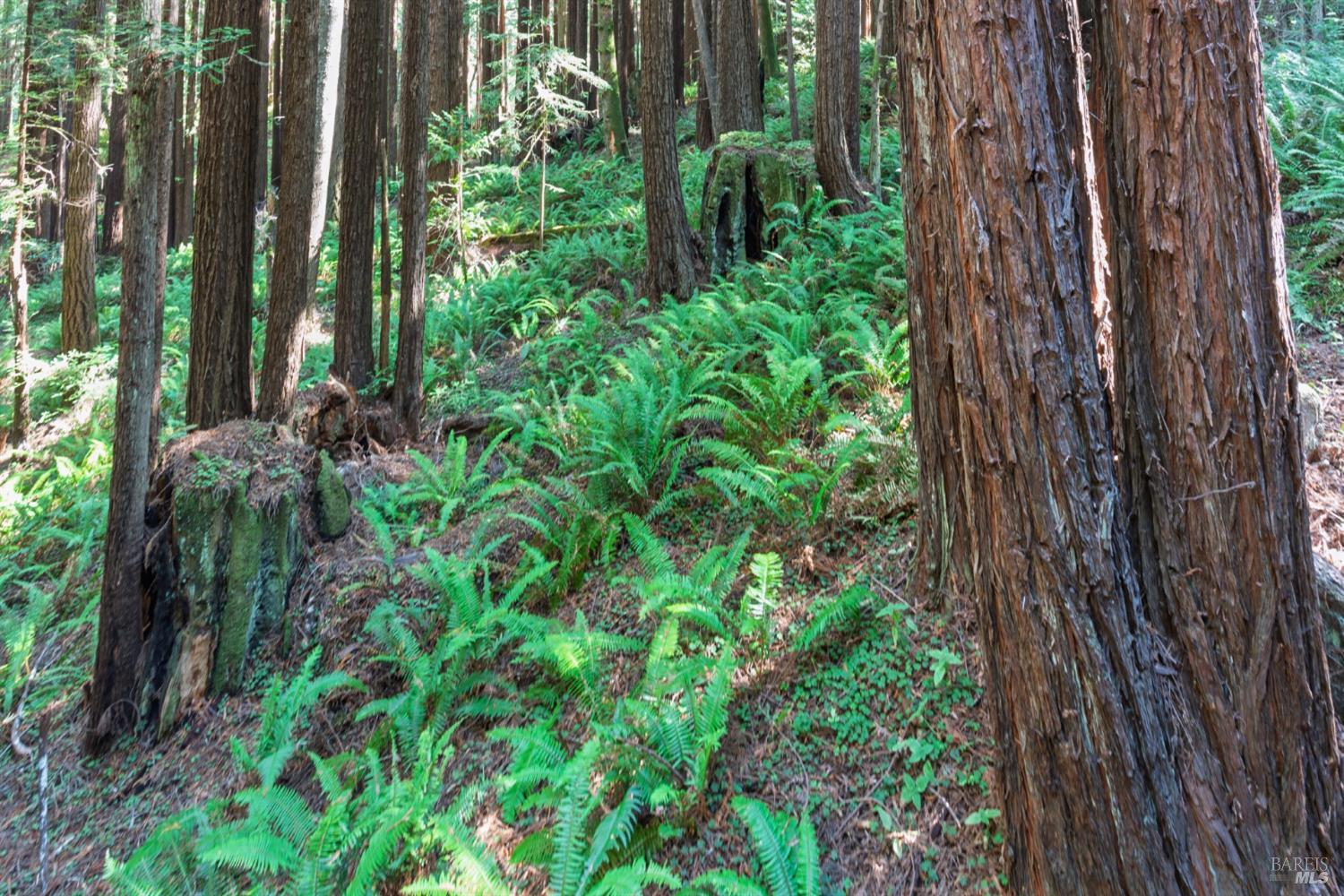 1101 River Beach Road The Sea Ranch, CA 95497 - Photo 23 of 34 a plant that is in a garden