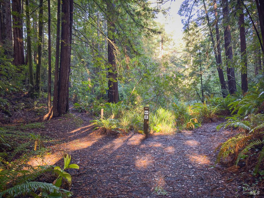 1101 River Beach Road The Sea Ranch, CA 95497 - Photo 27 of 34 a view of a yard with trees