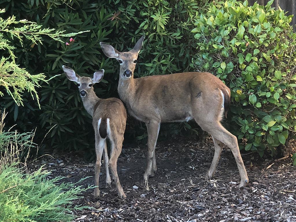 1101 River Beach Road The Sea Ranch, CA 95497 - Photo 28 of 34 a view of outdoor space and seating area