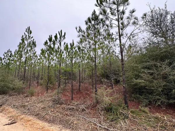 a view of a forest with trees in the background