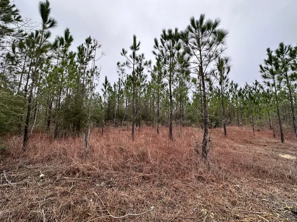 a view of a forest with trees in the background