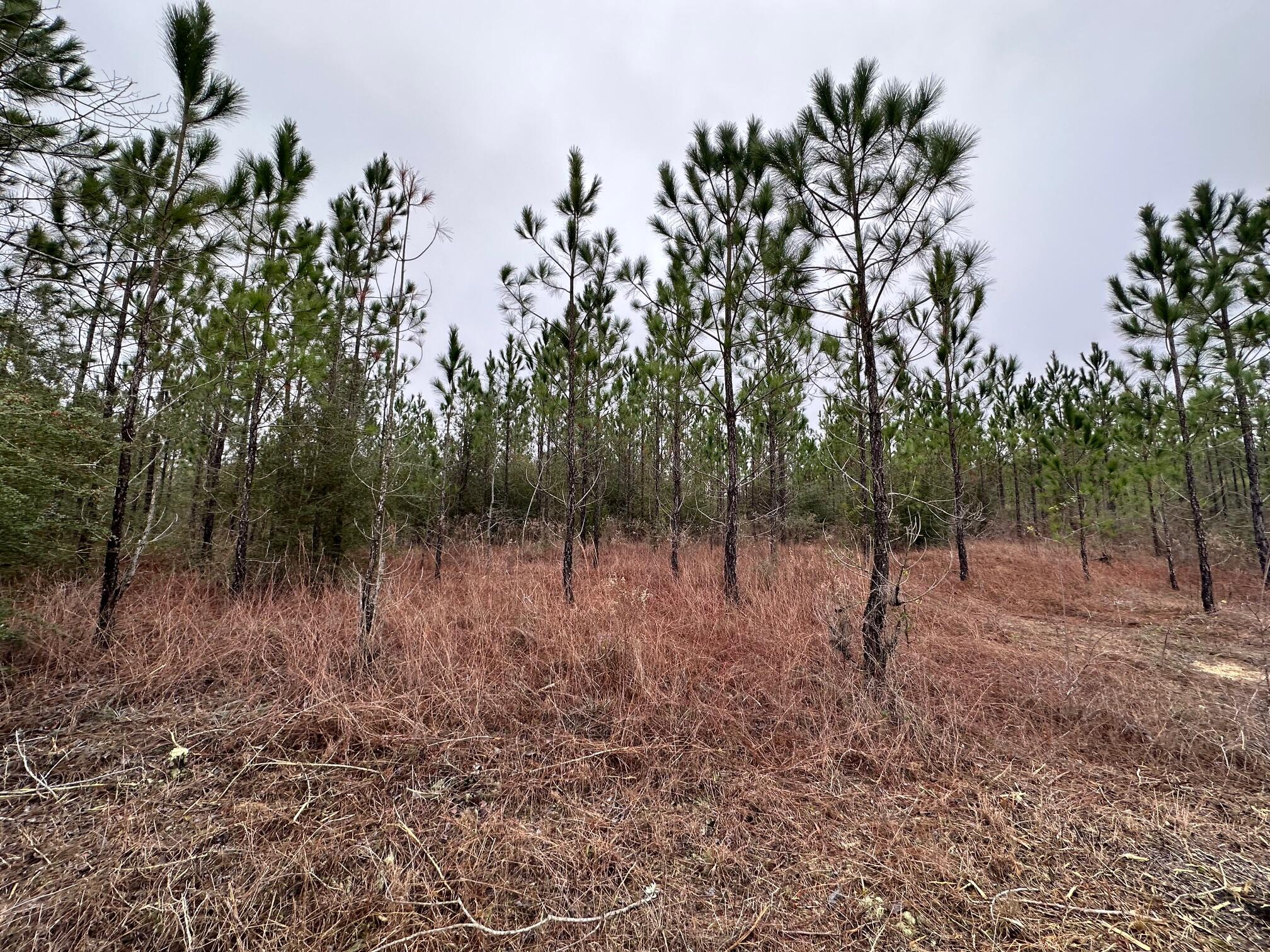 Tract#6418 South Mattox Springs Road, Unit S4 Caryville, FL 32427 - Photo 2 of 5 a view of a forest with trees in the background