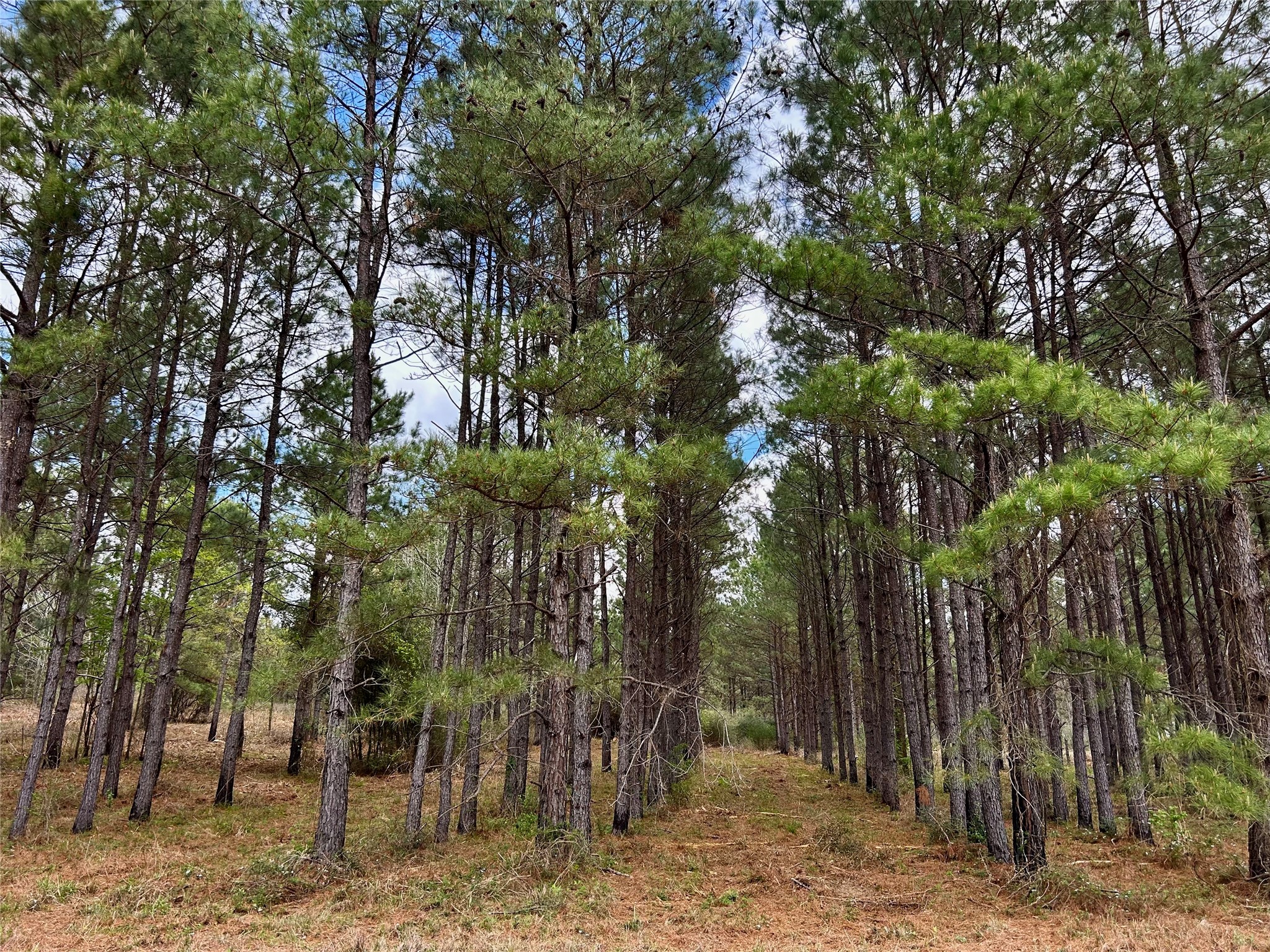 0 Na Alto, TX 75925 - Photo 14 of 20