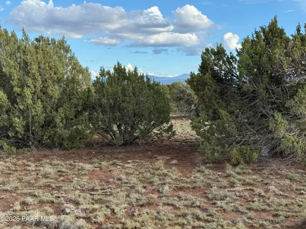 a view of a dry yard with trees
