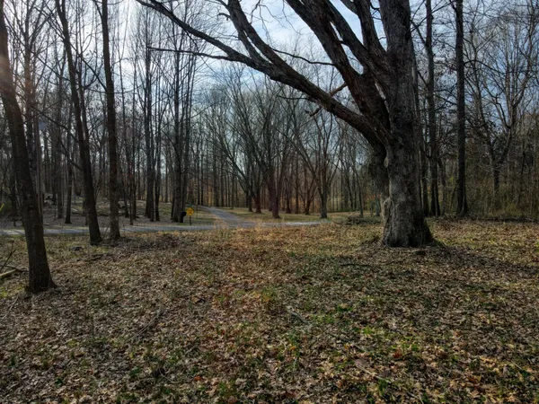 a view of backyard with tree