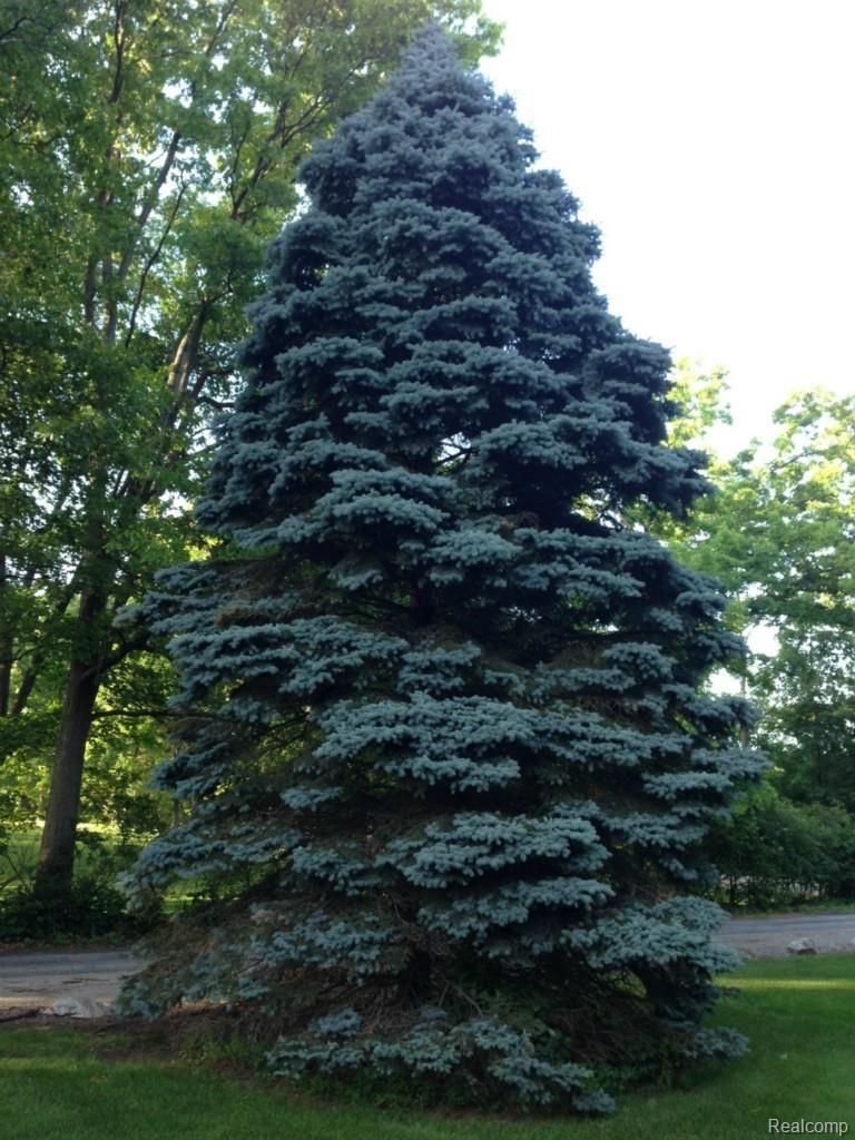 3990 Beattie Road Howell, MI 48843 - Photo 34 of 34 Nice trees.jpg