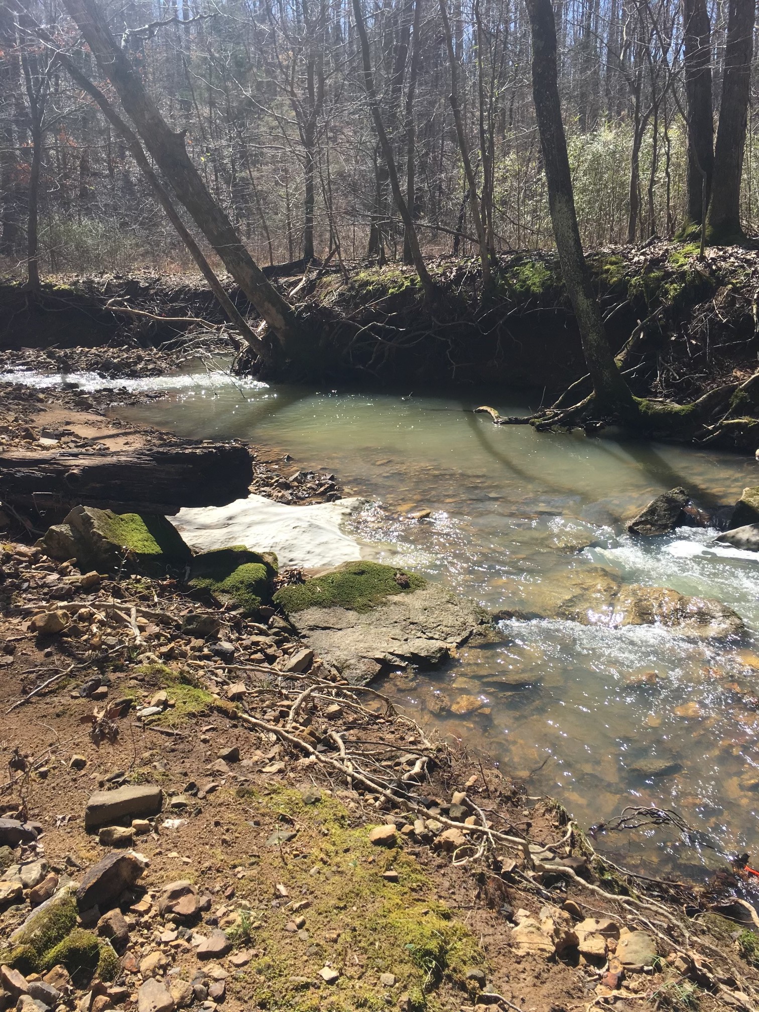 1999 West Grab Creek Road Dickson, TN 37055 - Photo 54 of 54 a view of water with large trees