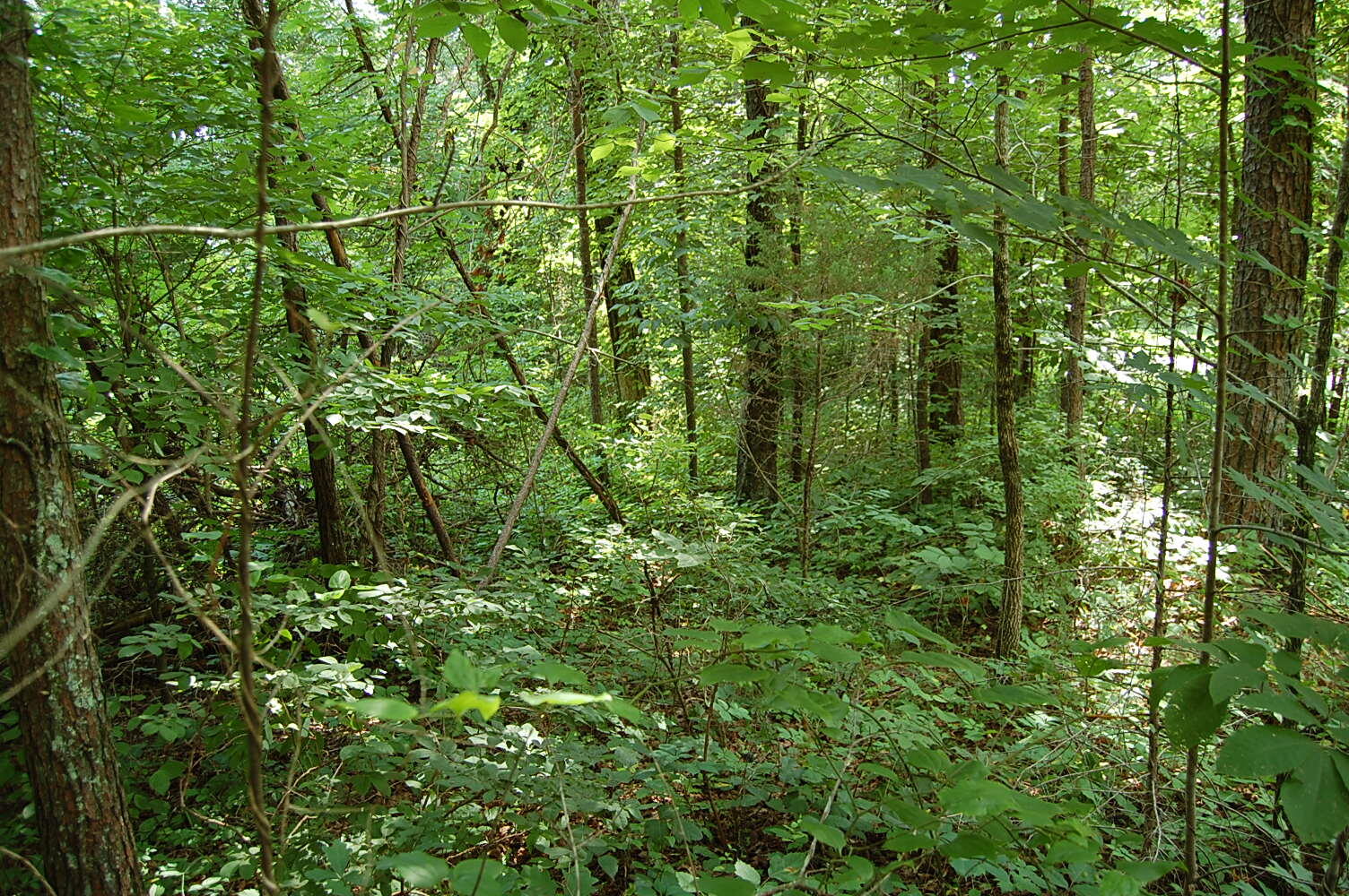 57 Hugh Allison Road Pikeville, TN 37367 - Photo 6 of 28 DSC_0006 - Copy (2)