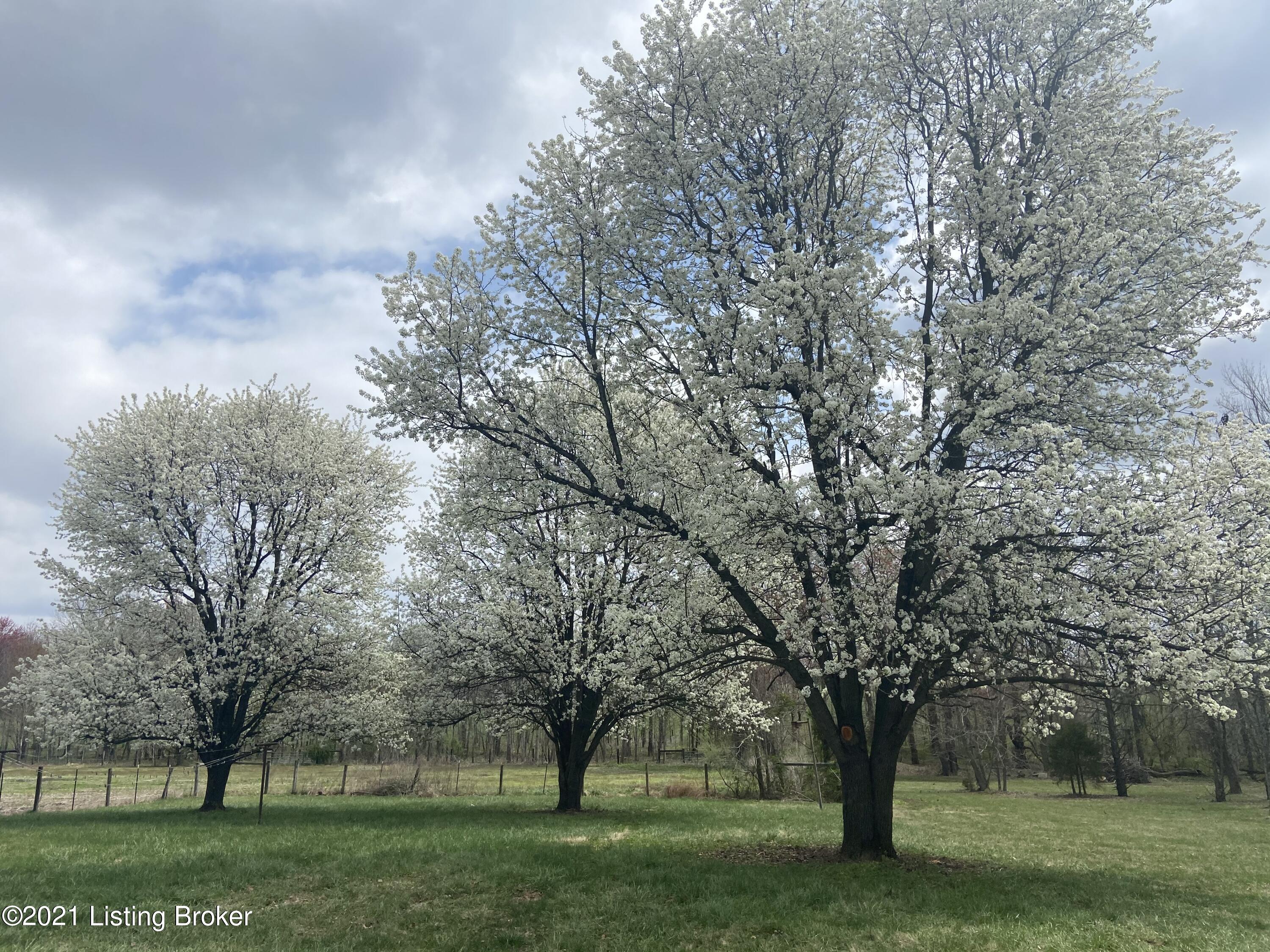 1802 Mt Tabor Road Buffalo, KY 42716 - Photo 2 of 11 Beautiful backyard