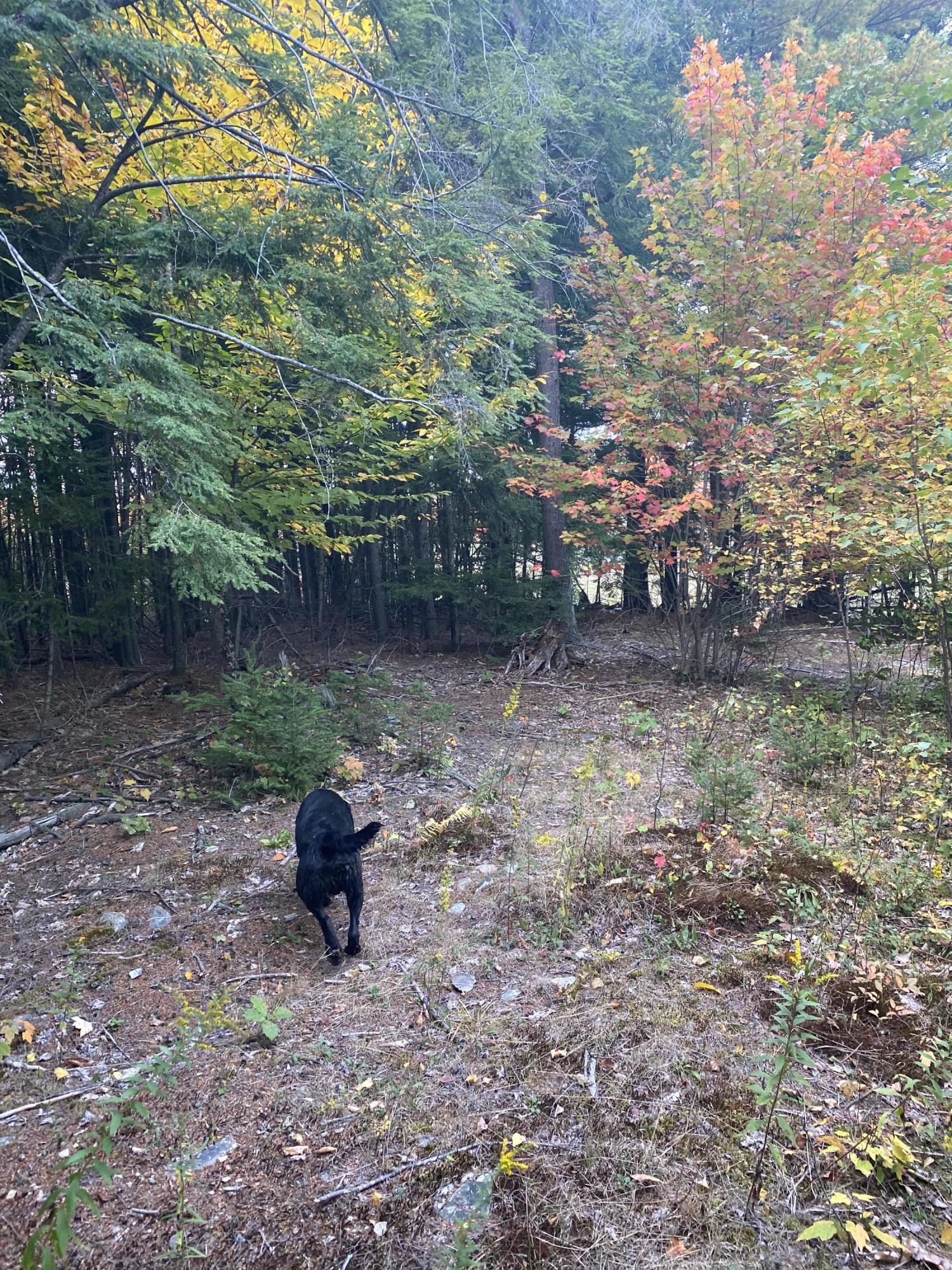 Lot 26 Tom Murray Road Carmel, ME 04419 - Photo 13 of 16 Photo Sep 27, 4 20 58 PM