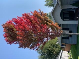201 9th Street Bellevue, ID 83313 - Photo 23 of 23 Fall colors at house front