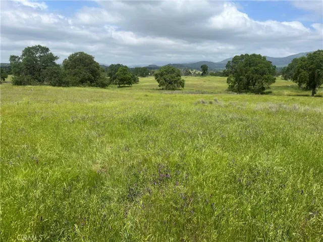 a view of field with tall trees
