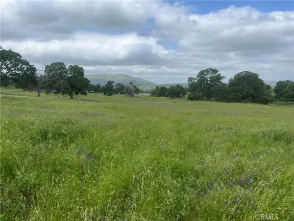 a view of field with tall trees