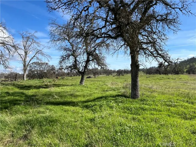 a view of a trees with a yard