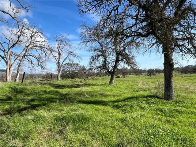 a view of yard with tree