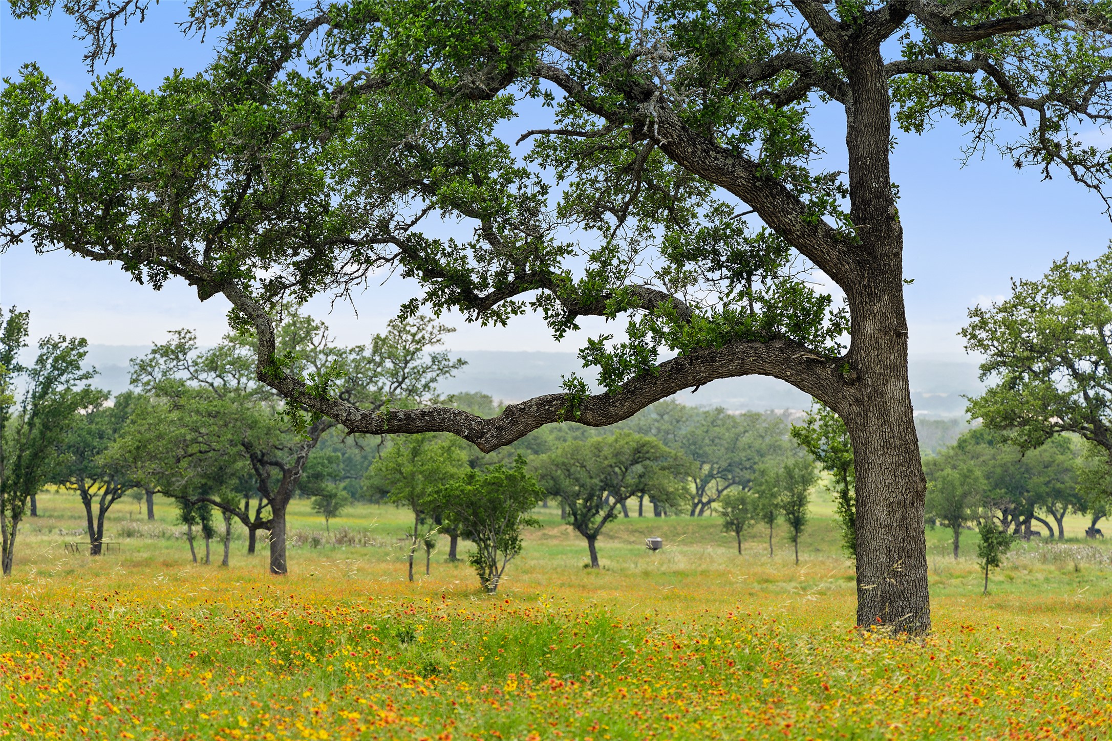 3431 Klett Ranch Road Johnson City, TX 78636 - Photo 23 of 33 View of local wilderness