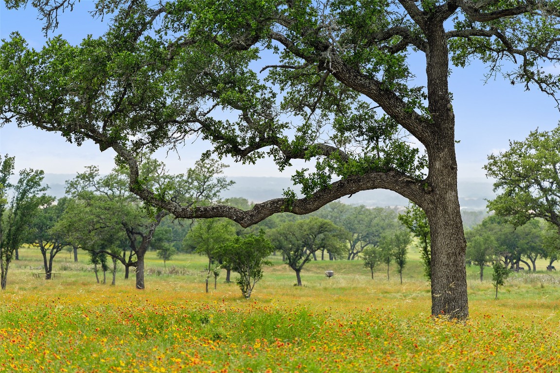3431 Klett Ranch Road Johnson City, TX 78636 - Photo 23 of 33 a view of large trees with a yard