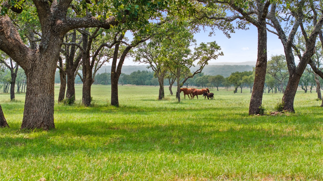 3431 Klett Ranch Road Johnson City, TX 78636 - Photo 3 of 33 a view of a park with large trees
