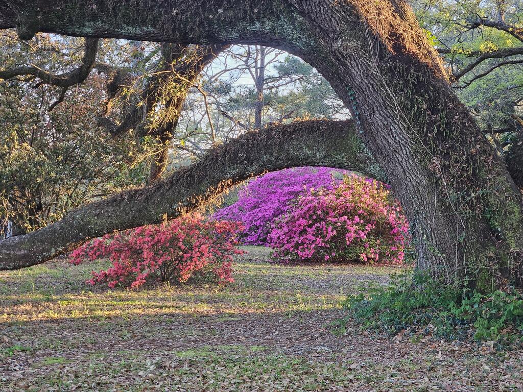 12240 Old Kiln Road Picayune, MS 39466 - Photo 4 of 26 Gallery Image 4