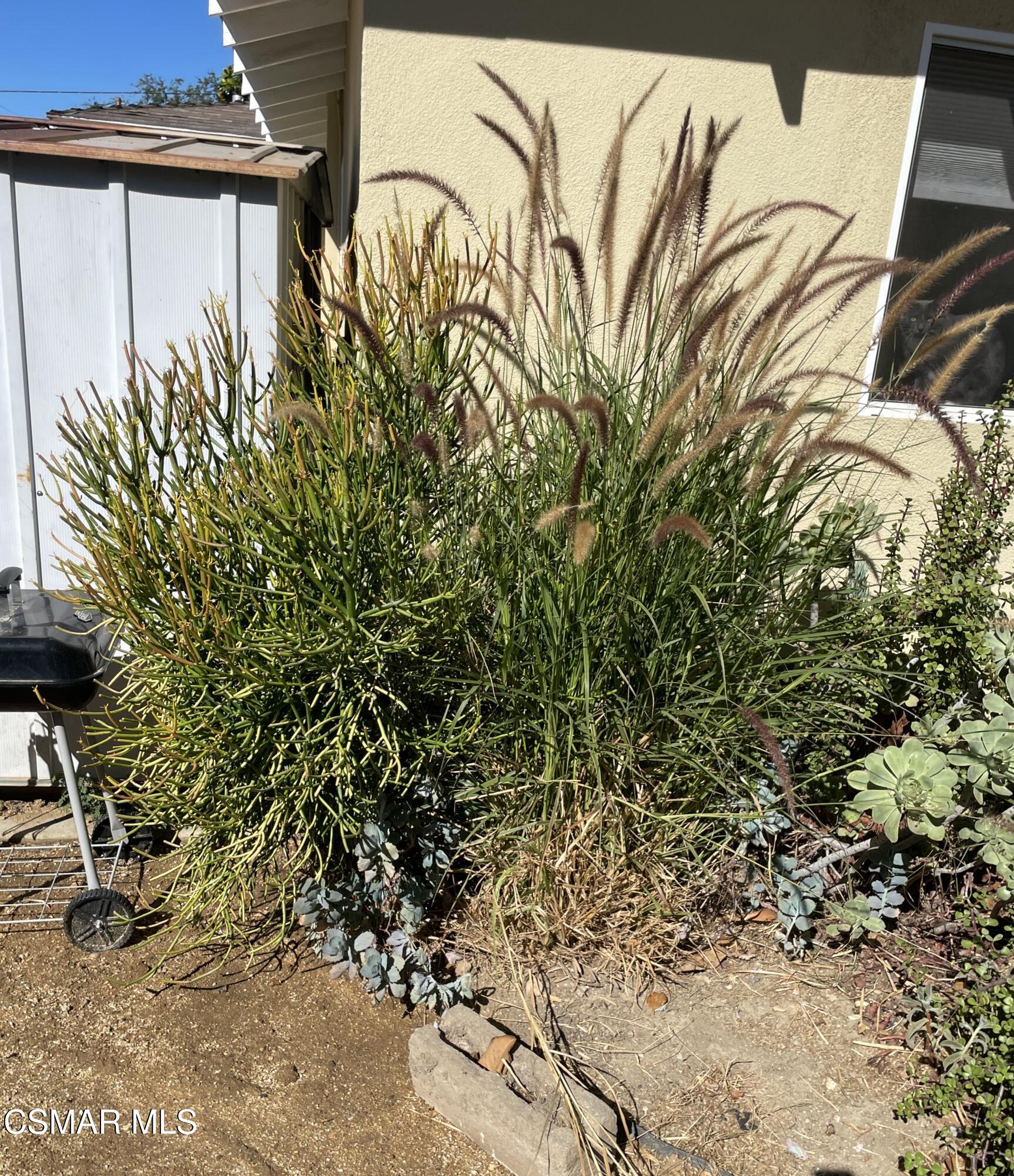 4139 Cochran Street Simi Valley, CA 93063 - Photo 19 of 21 a close up of a plant in a garden