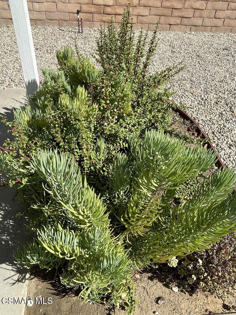 4139 Cochran Street Simi Valley, CA 93063 - Photo 20 of 21 a view of a plant in a garden
