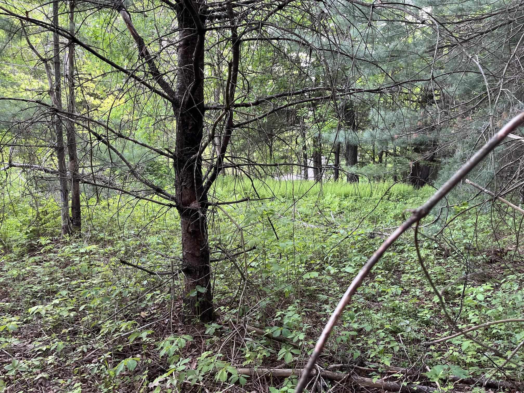 31 River Road Bath, NH 03740 - Photo 20 of 26