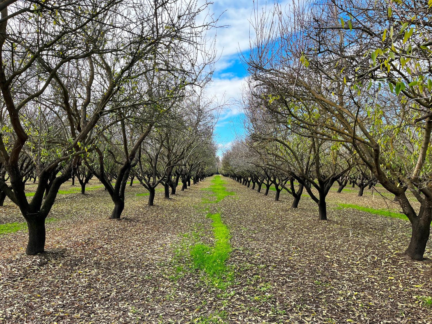 0 Eucalyptus Avenue Winton, CA 95388 - Photo 3 of 12 a view of swimming pool with a yard