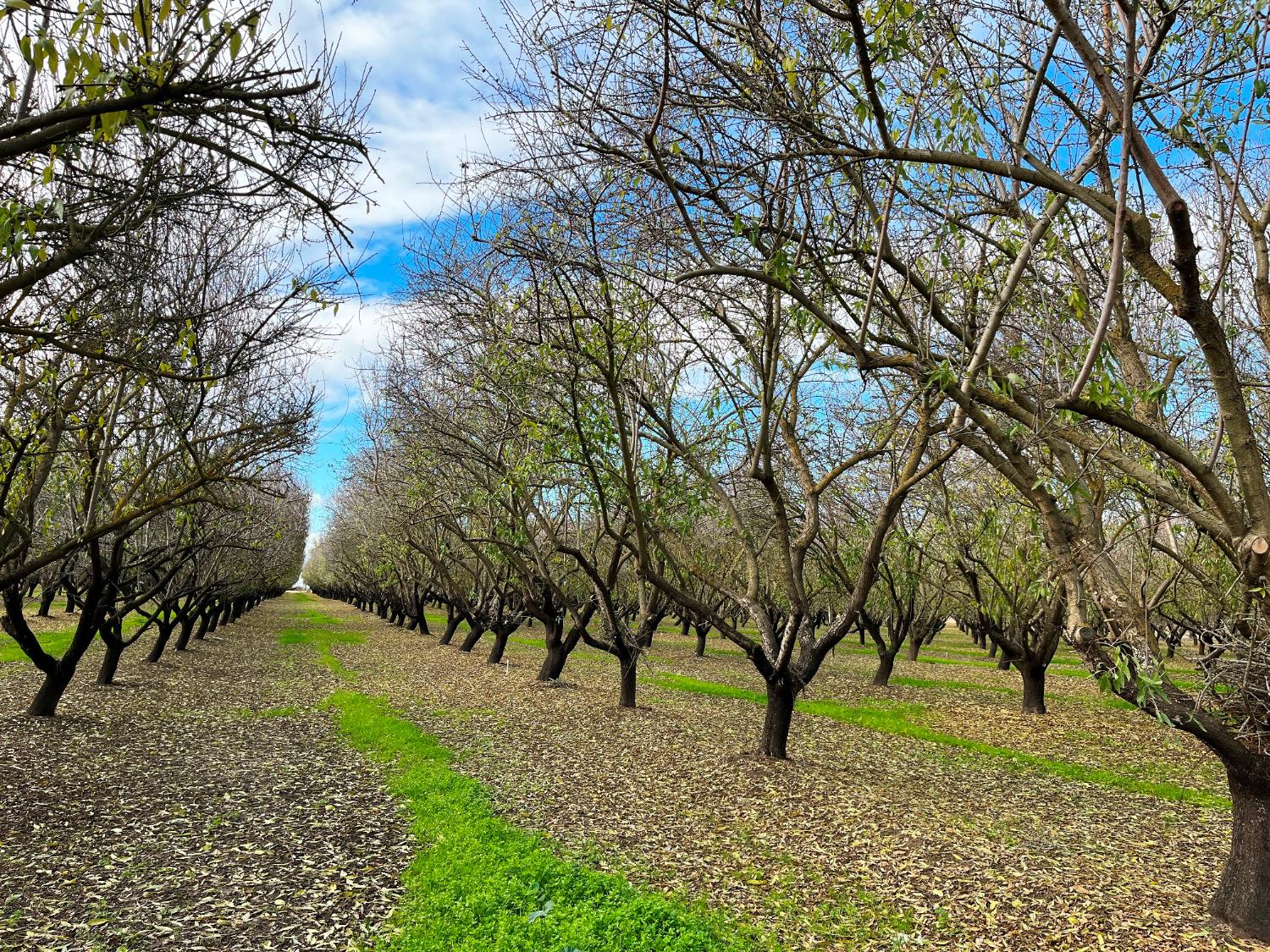 0 Eucalyptus Avenue Winton, CA 95388 - Photo 6 of 12 a view of an outdoor space with yard