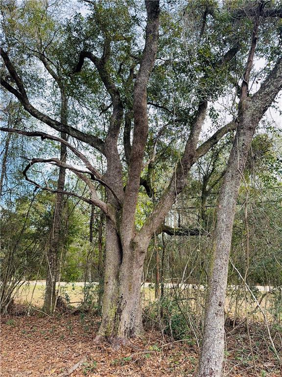 79789 North Willie Road Folsom, LA 70437 - Photo 5 of 16