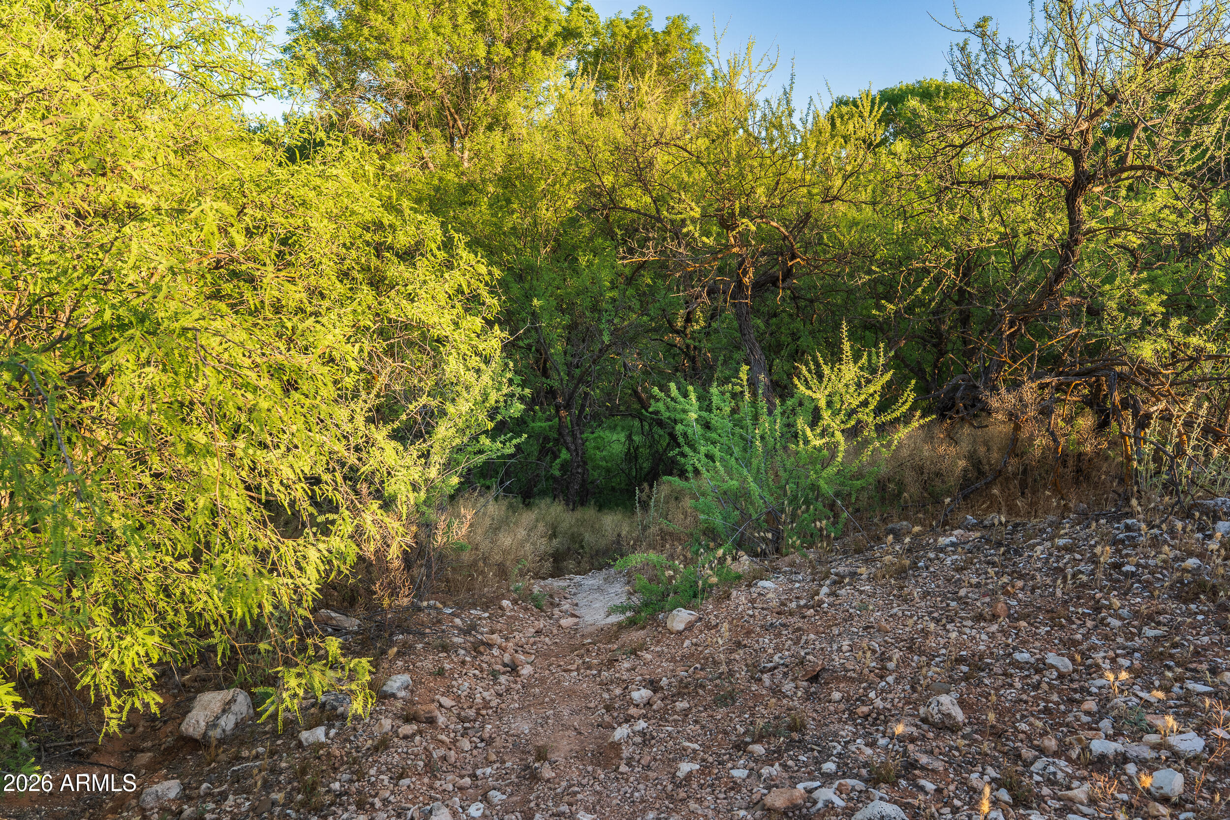 796 North Aspaas Road Cornville, AZ 86325 - Photo 24 of 25 a view of a yard with plants and tree