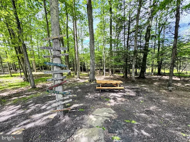 a view of a park with large trees