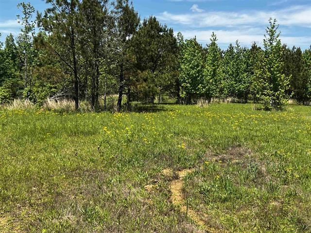 235 Gladden Road Counce, TN 38326 - Photo 5 of 17 a view of a yard with a tree
