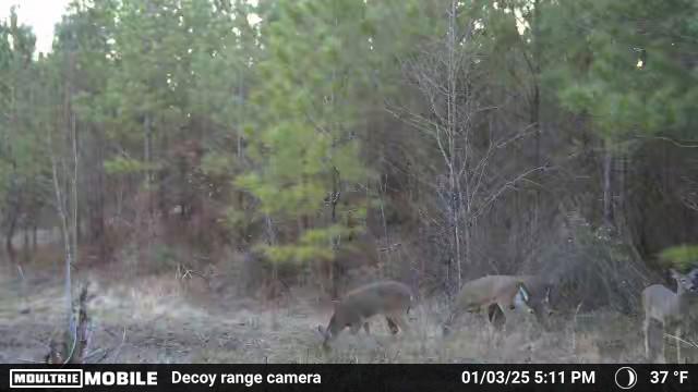 299 County Road Sweetwater, TN 37874 - Photo 24 of 29 Wildlife