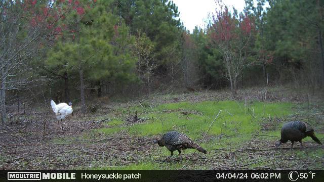 299 County Road Sweetwater, TN 37874 - Photo 27 of 29 Wildlife