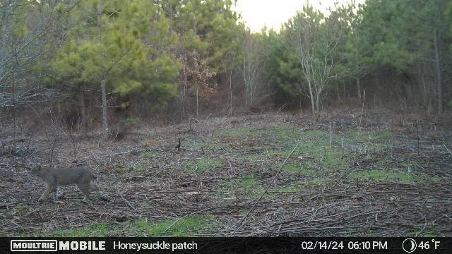 299 County Road Sweetwater, TN 37874 - Photo 28 of 29 Wildlife