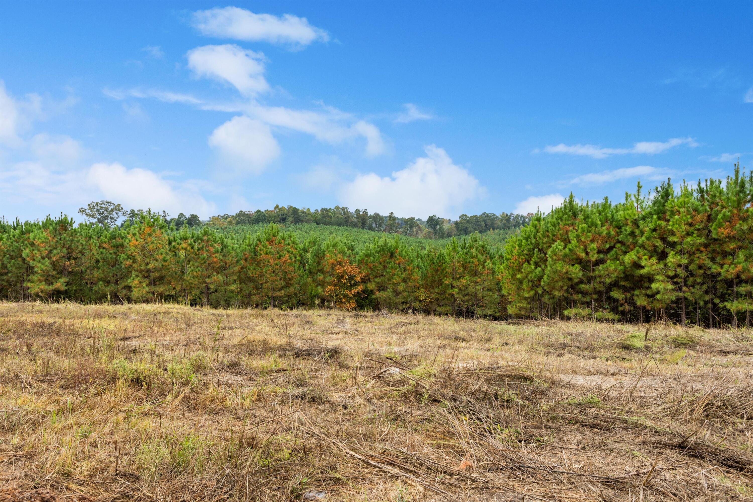 299 County Road Sweetwater, TN 37874 - Photo 5 of 29 open