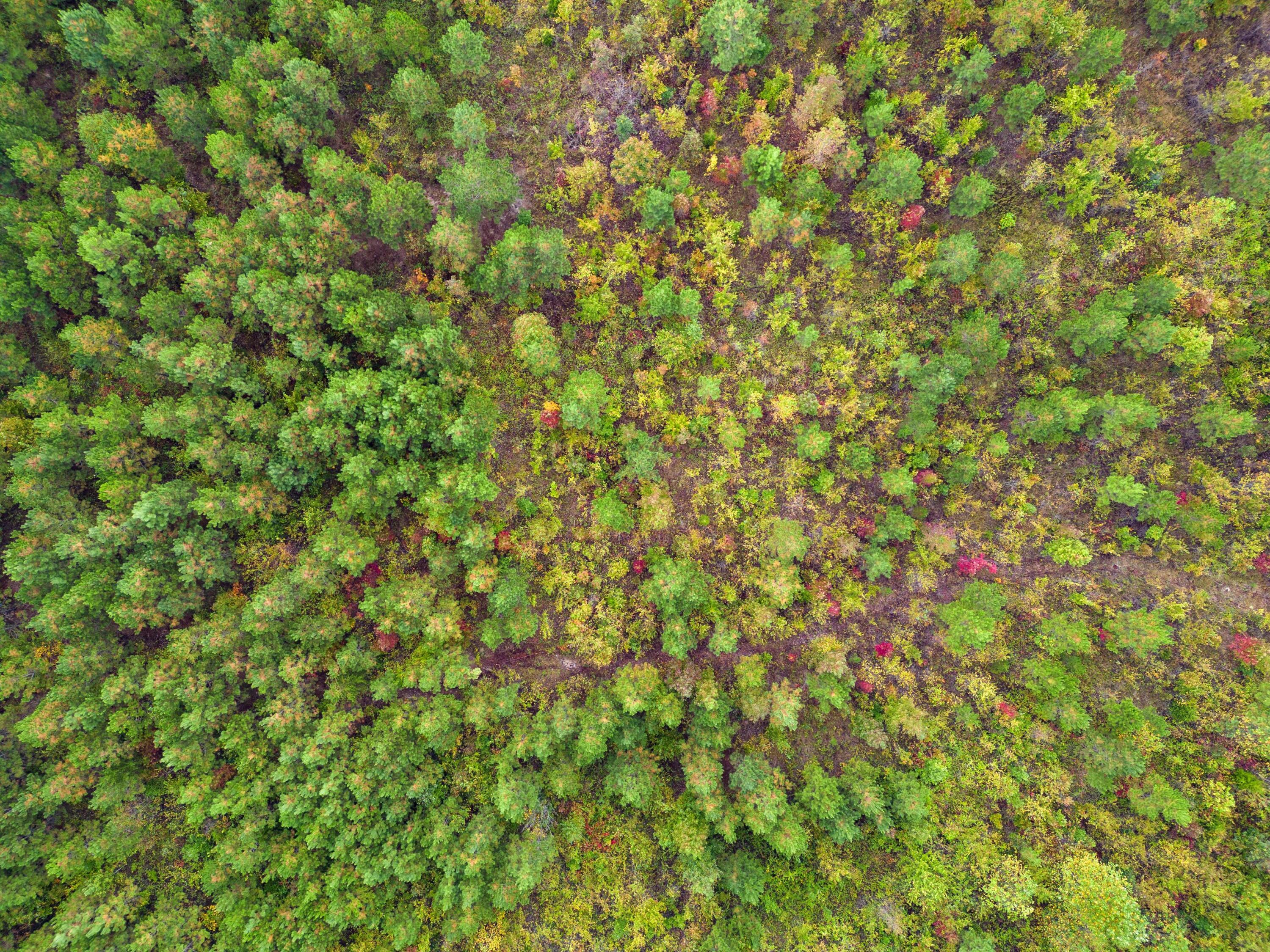 299 County Road Sweetwater, TN 37874 - Photo 8 of 29 wooded
