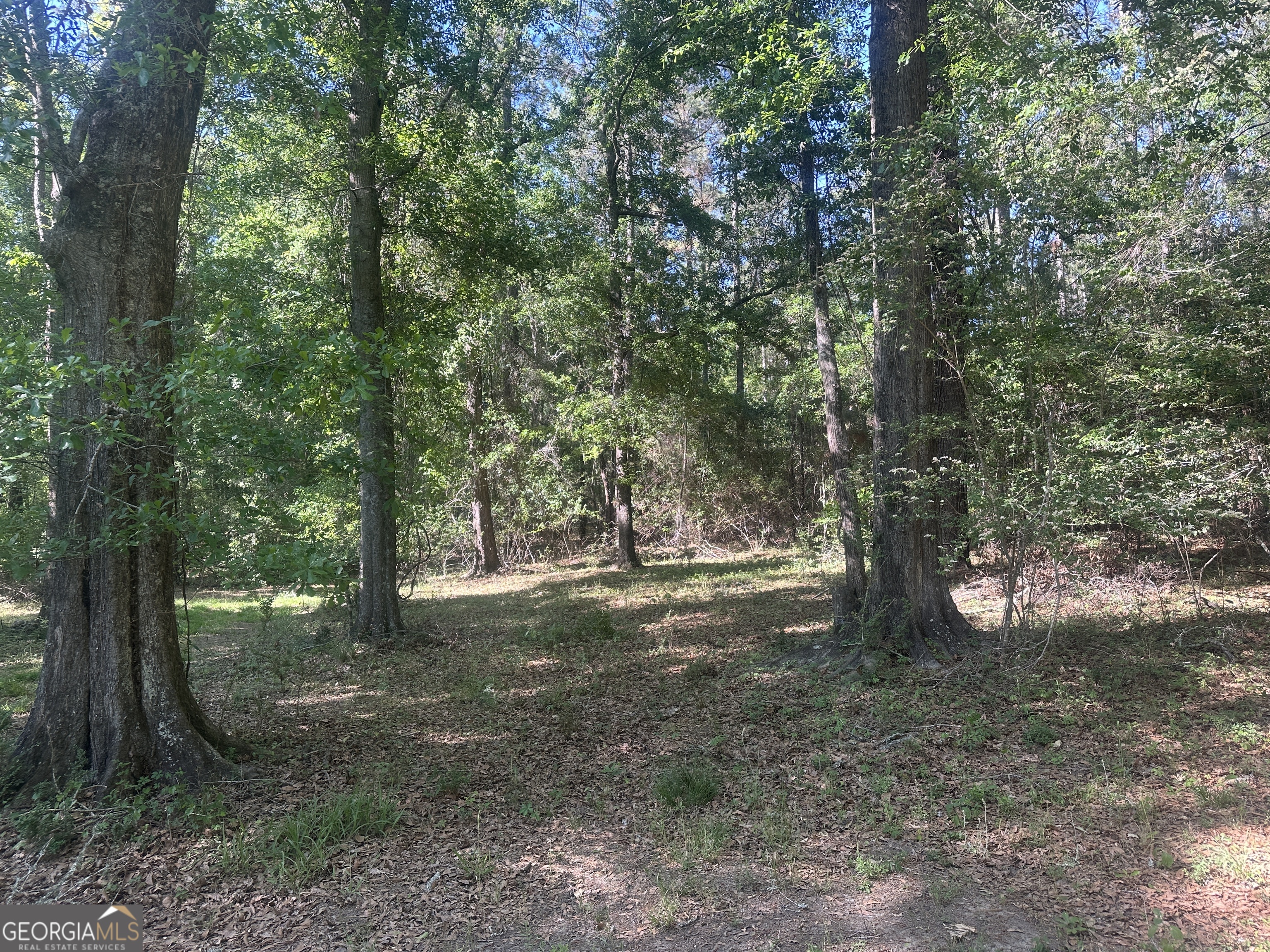 a view of a forest with trees in the background