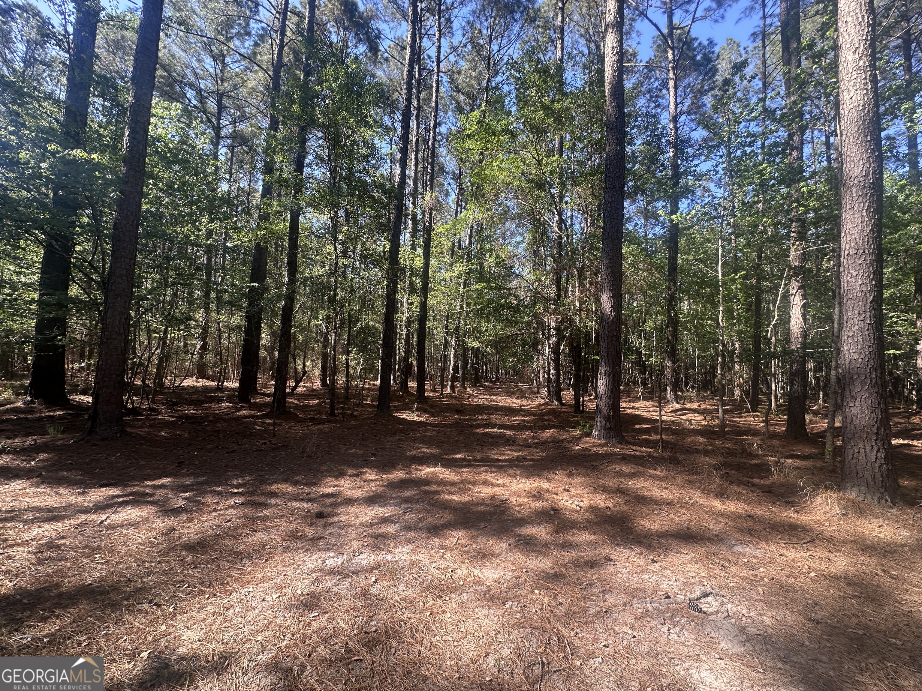 300 Country Club Road Sylvania, GA 30467 - Photo 14 of 20 a view of a tree in the middle of a yard