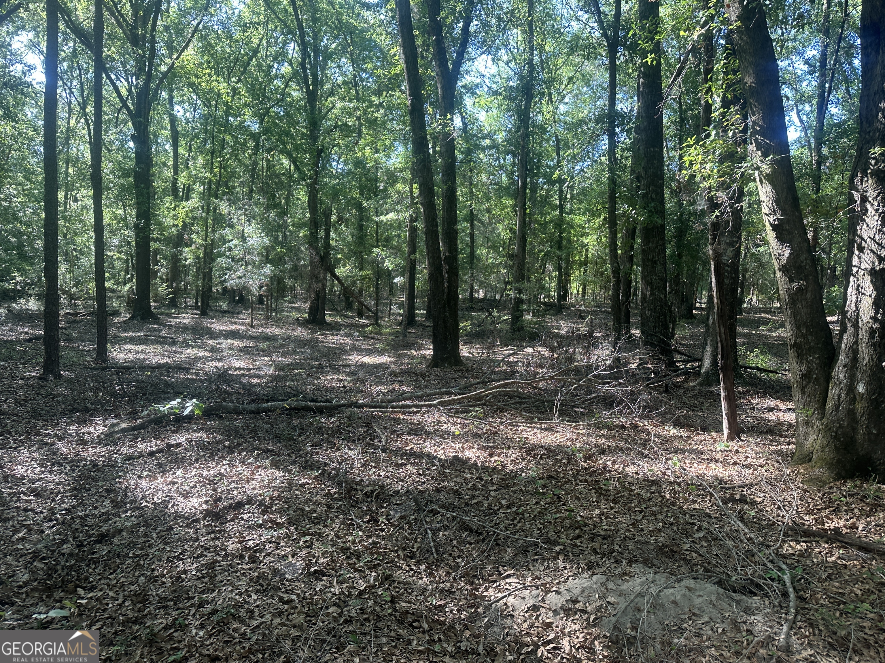 300 Country Club Road Sylvania, GA 30467 - Photo 2 of 20 a view of outdoor space with trees all around