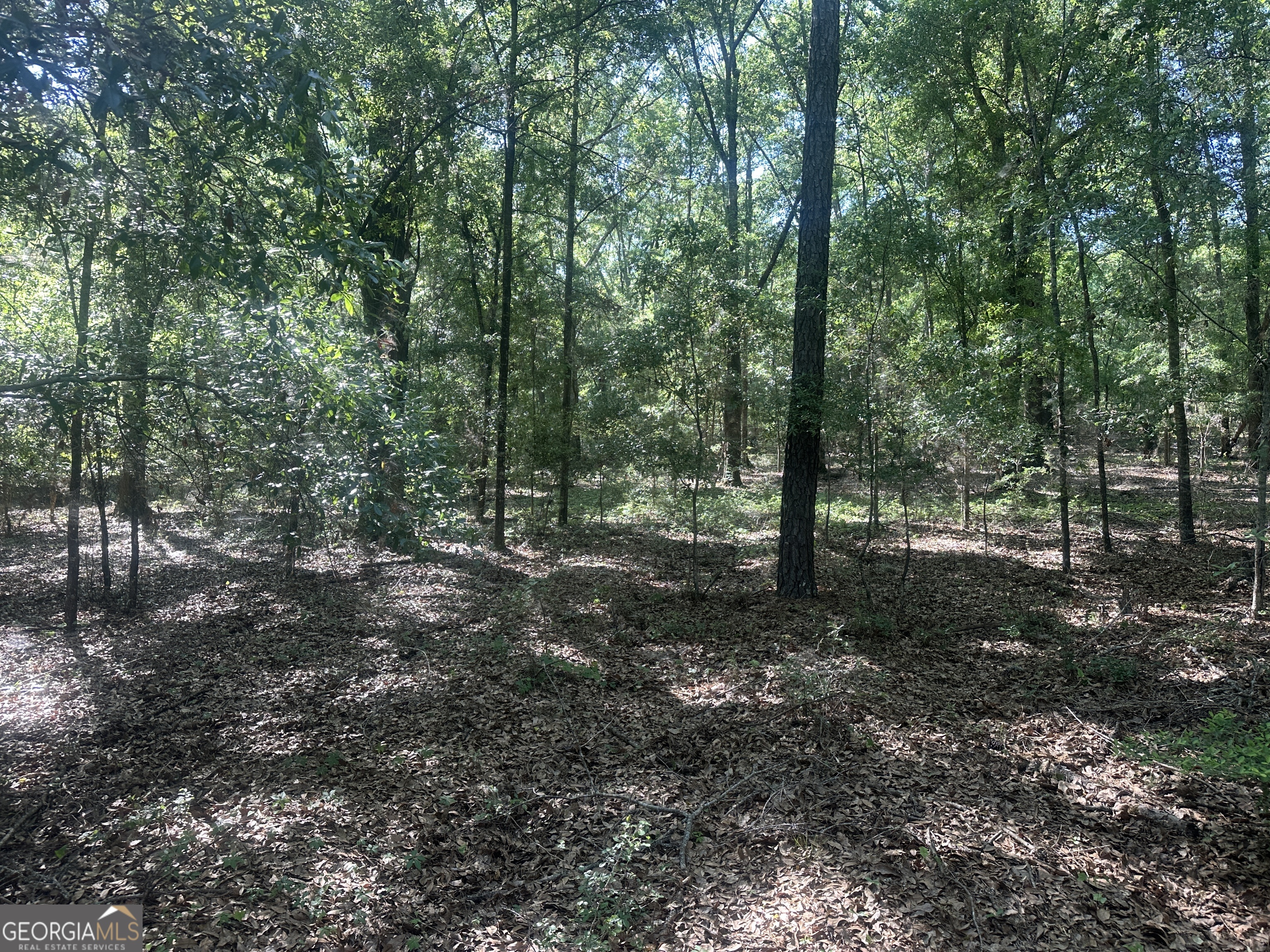 300 Country Club Road Sylvania, GA 30467 - Photo 3 of 20 a view of a forest with trees in the background