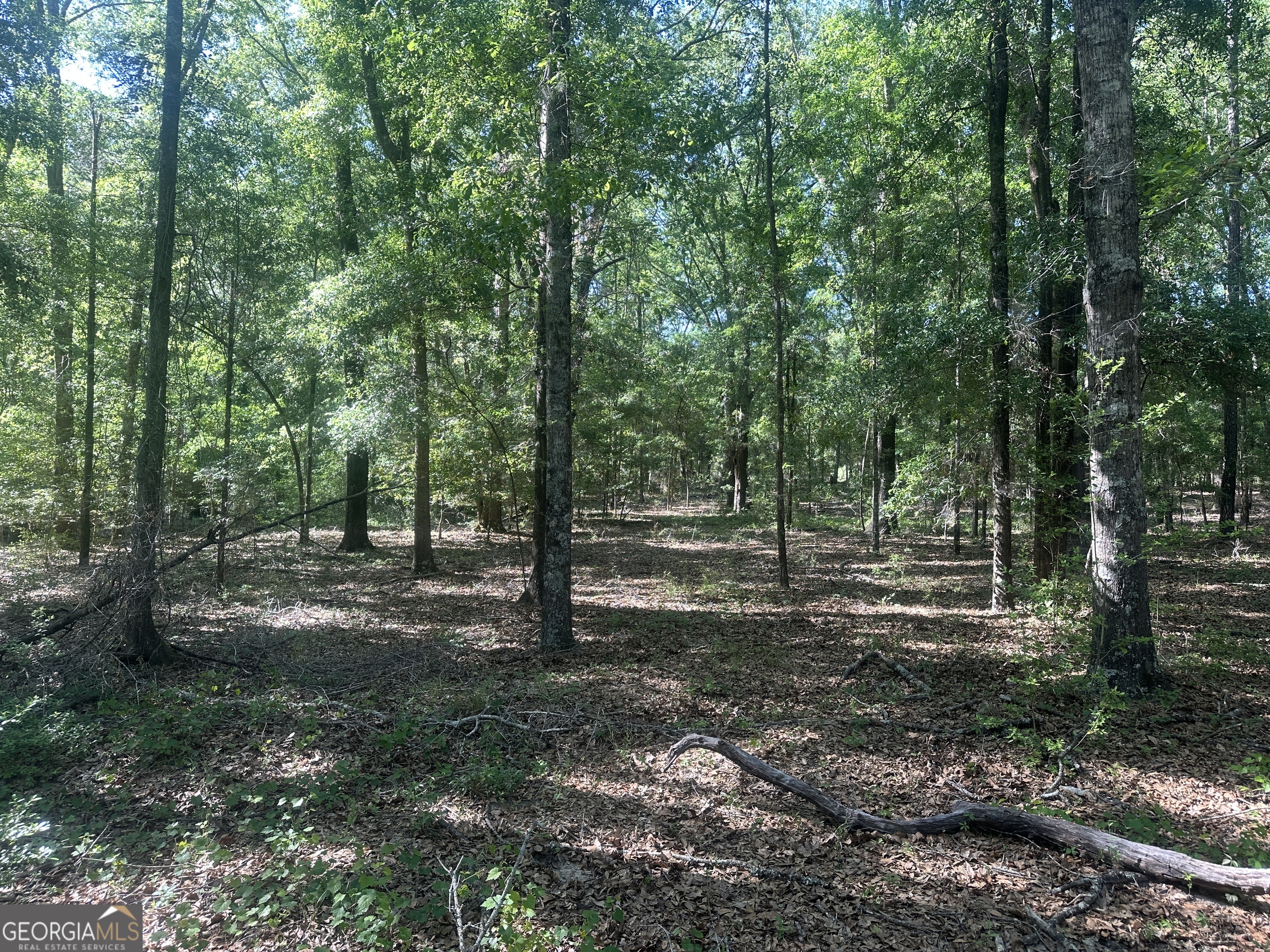 300 Country Club Road Sylvania, GA 30467 - Photo 4 of 20 a view of a forest