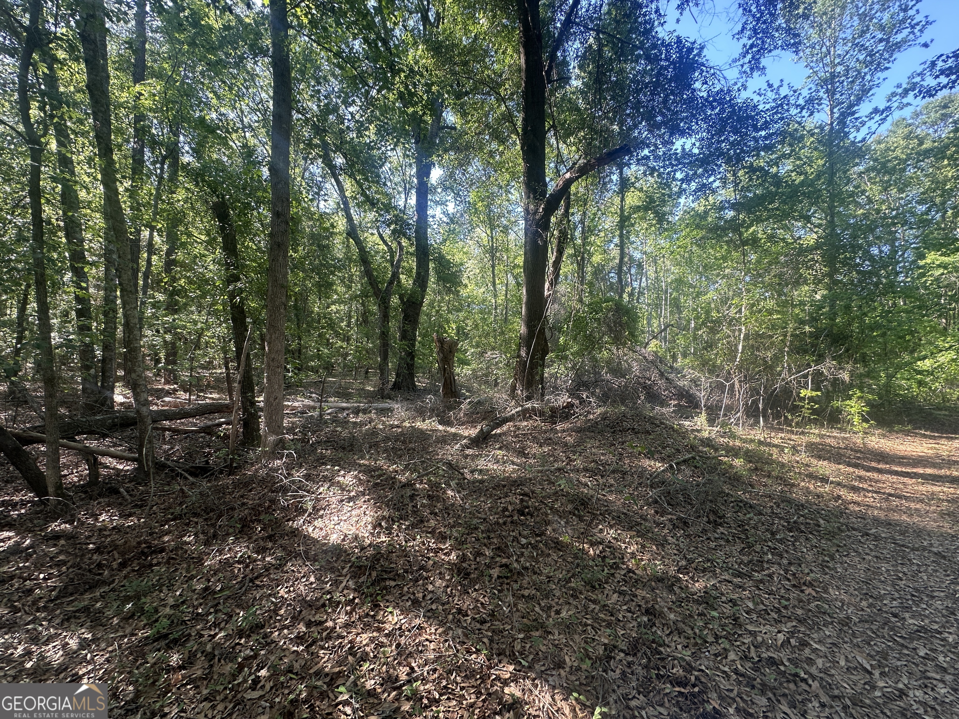 300 Country Club Road Sylvania, GA 30467 - Photo 8 of 20 a view of a forest with trees in the background
