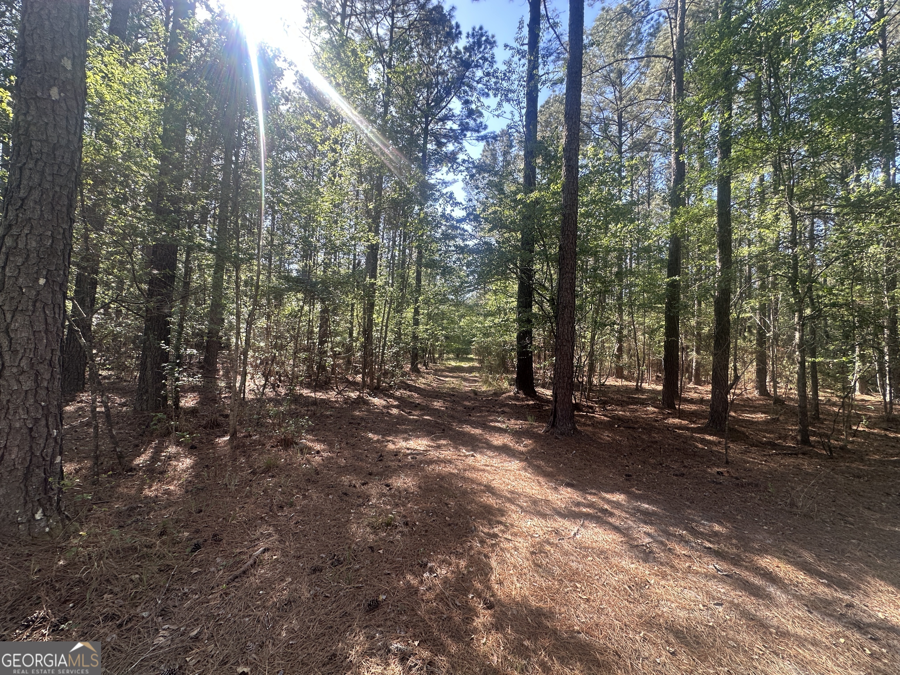 300 Country Club Road Sylvania, GA 30467 - Photo 9 of 20 a view of a forest with trees