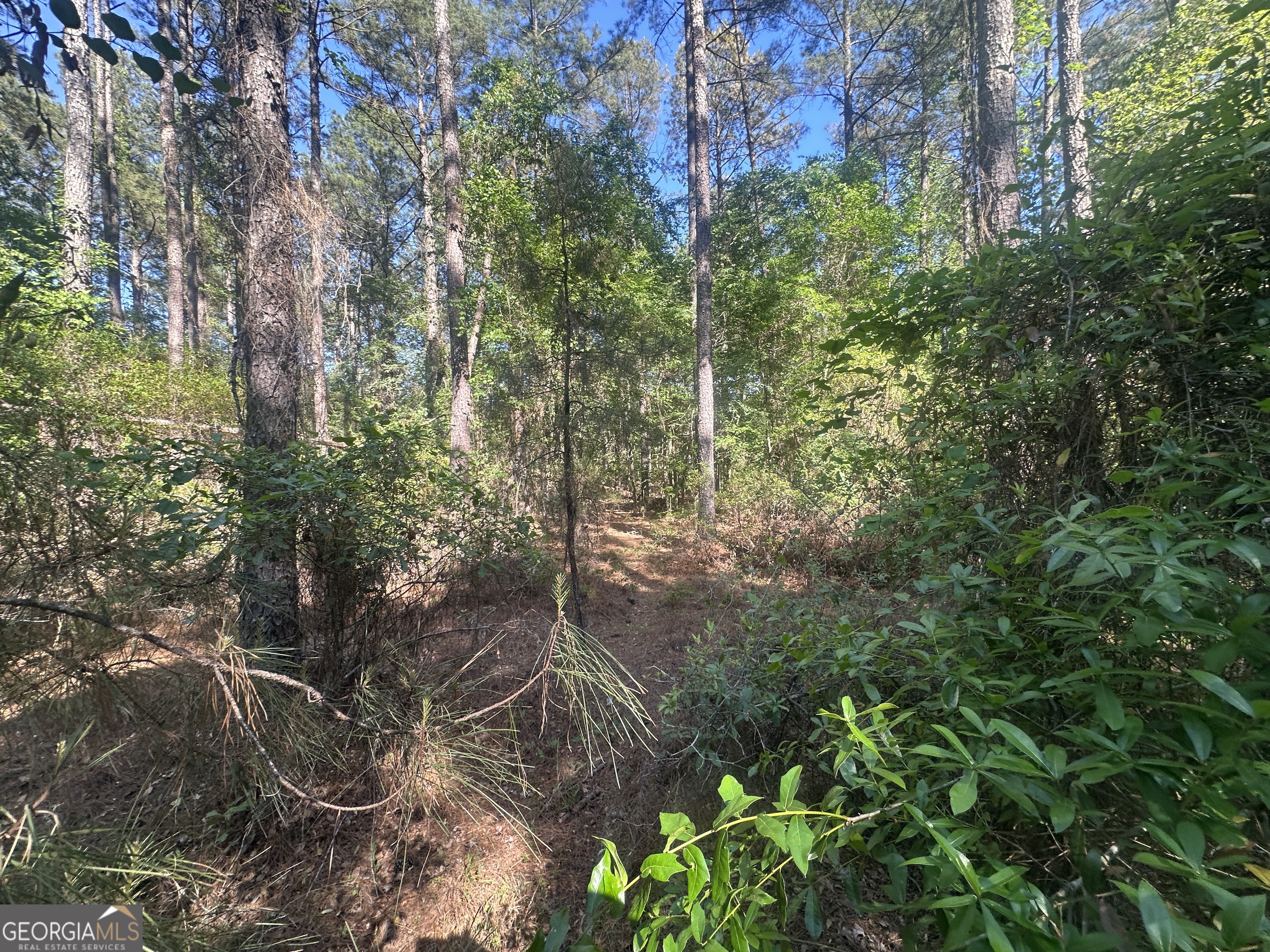 300 Country Club Road Sylvania, GA 30467 - Photo 10 of 20 a backyard of a house with lots of green space and a fountain