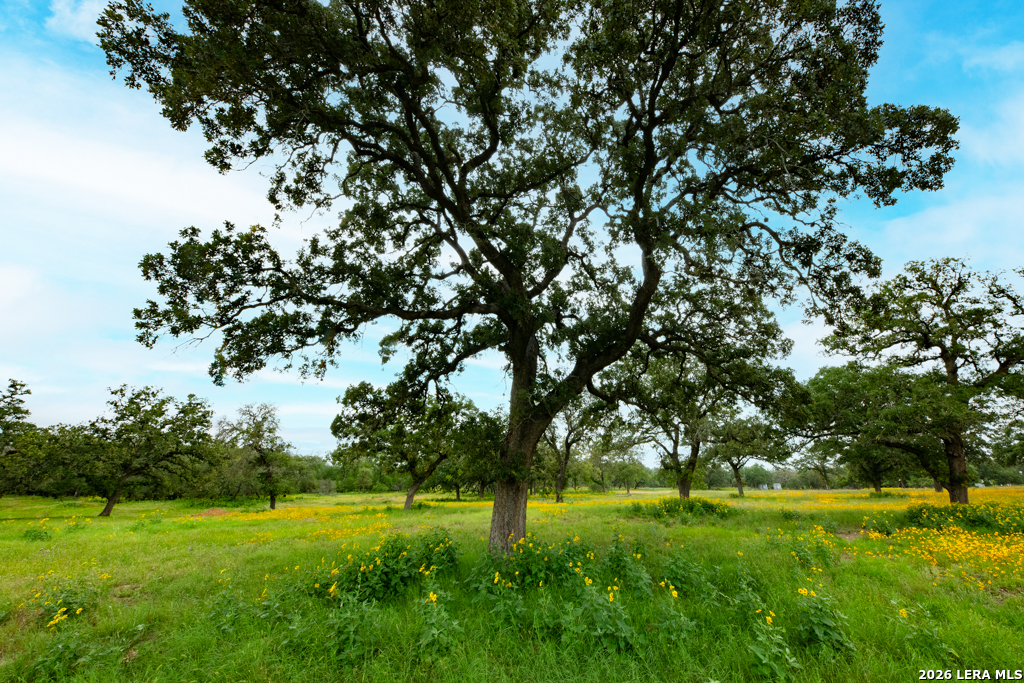 104 Longhorn Road Stockdale, TX 78160 - Photo 32 of 47 a view of grassy field with trees