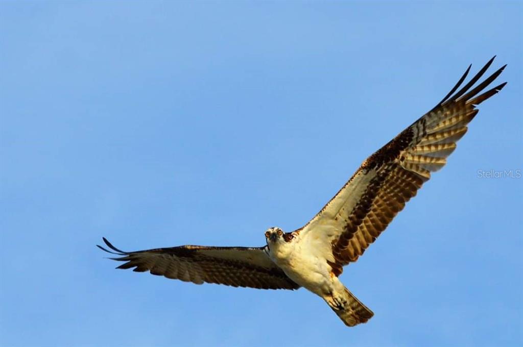 290 South Gulf Boulevard, Unit 31 Placida, FL 33946 - Photo 57 of 63