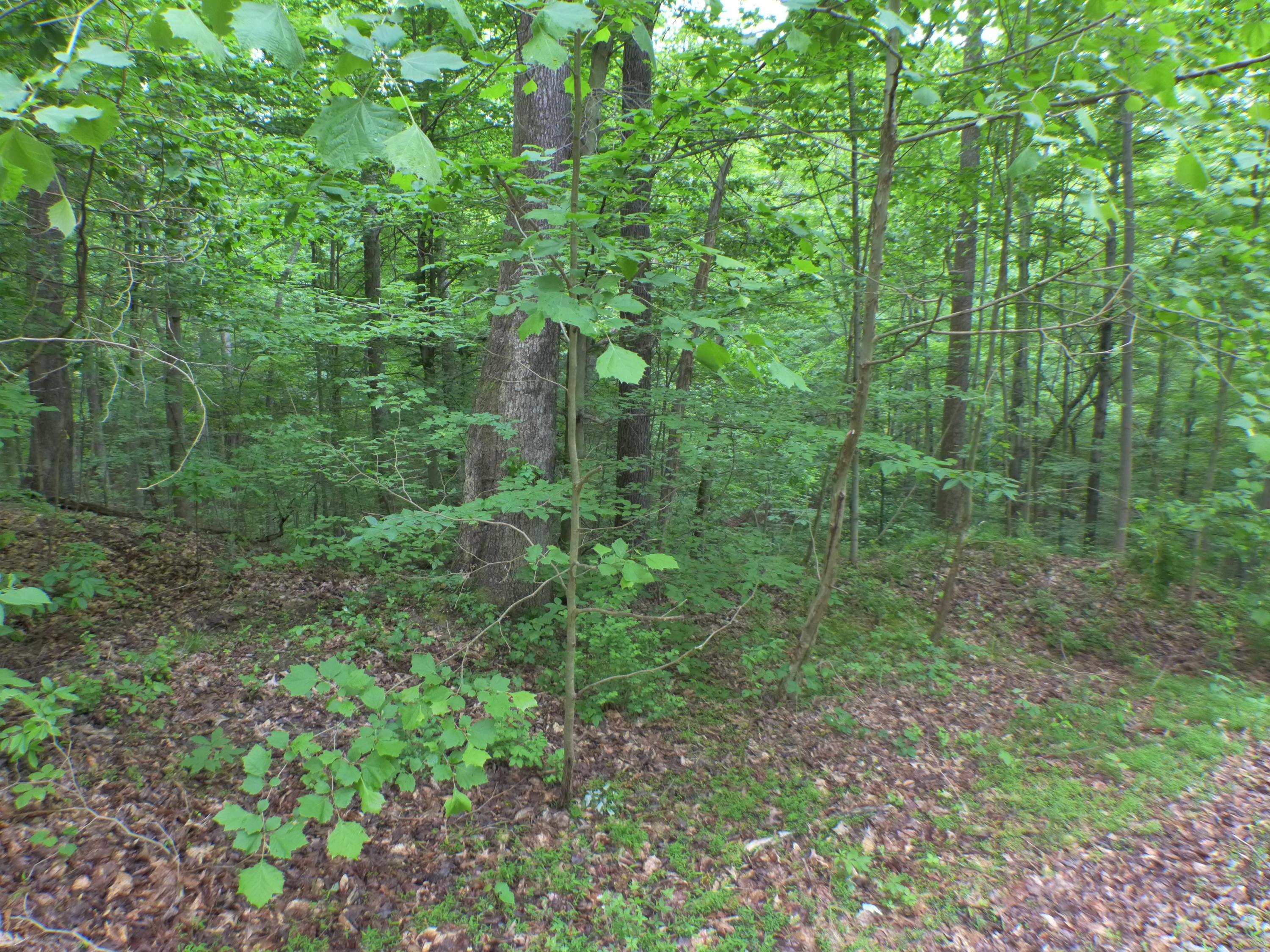 33982 Blackburn Road Logan, OH 43138 - Photo 3 of 21 Gallery Image 3